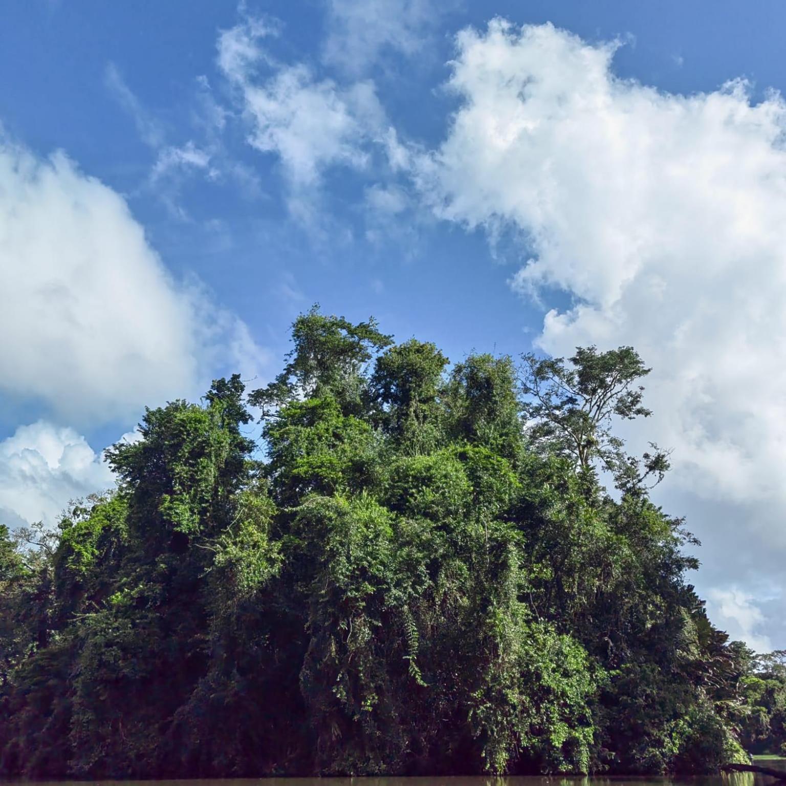 Tortuguero Villas Ngoại thất bức ảnh
