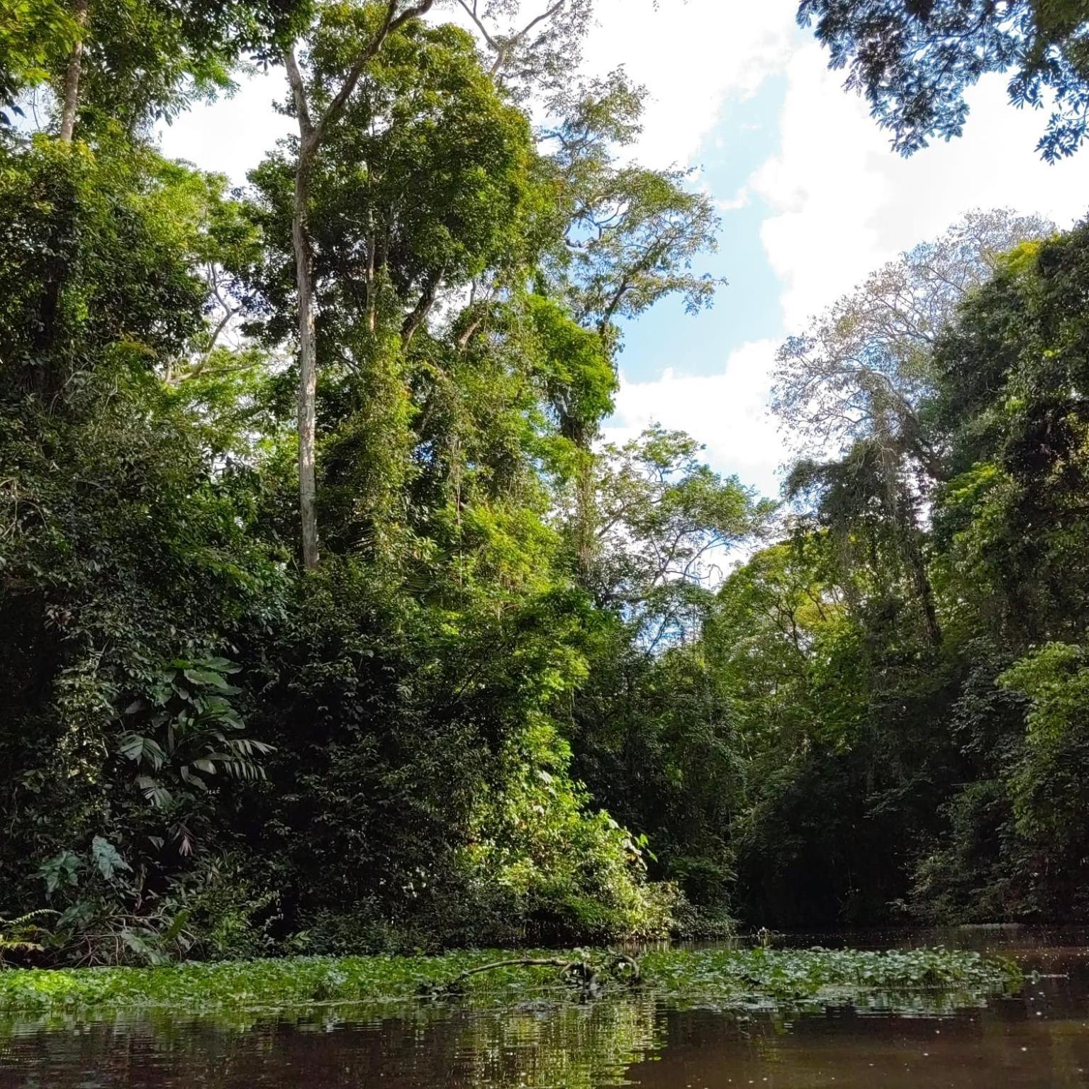 Tortuguero Villas Ngoại thất bức ảnh